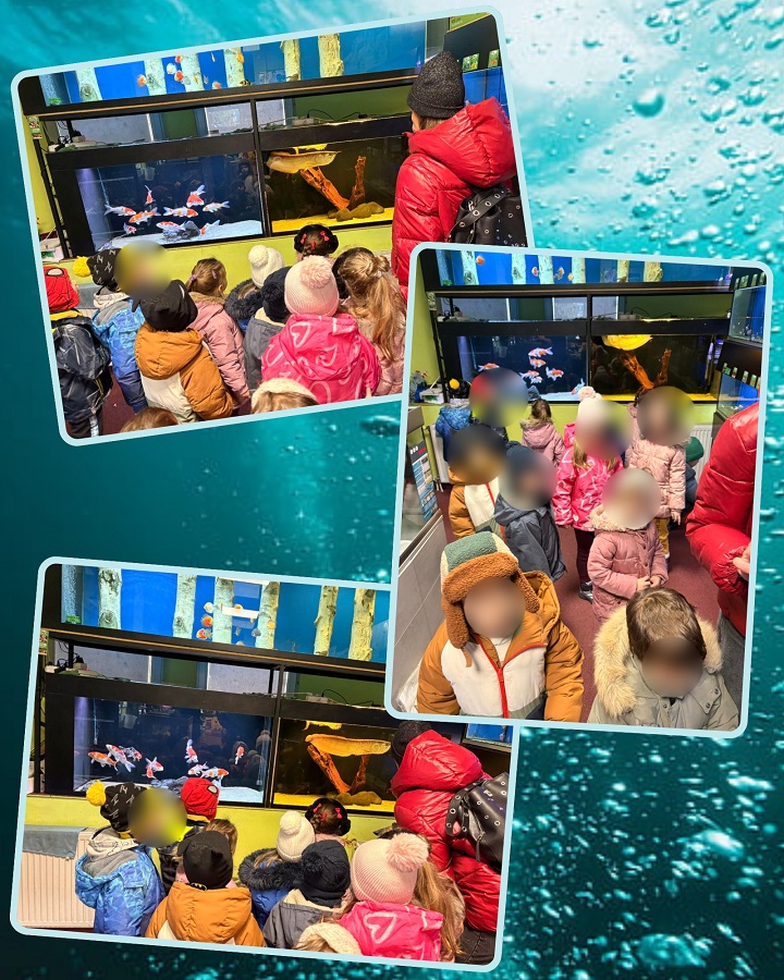 Слонићи у pet shop у